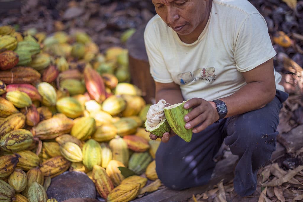 Saul, a cacao farmer on the retreat, opens a cacao pod in the cacao forest. He is inting you to embrace your sense through the cacao.